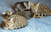 Extremely cute Savannah Cats